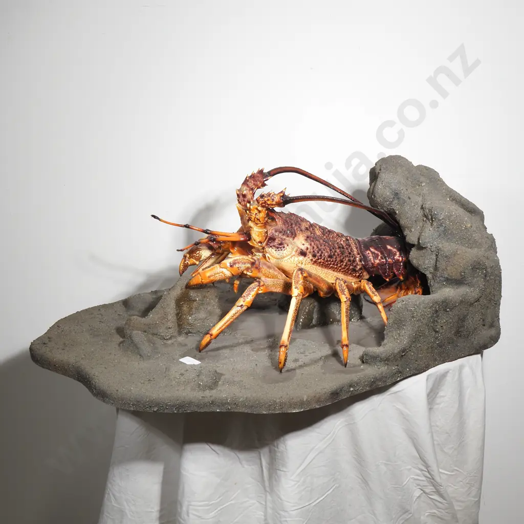 Taxidermy New Zealand Spiny Rock Lobster (Crayfish) Image 1++