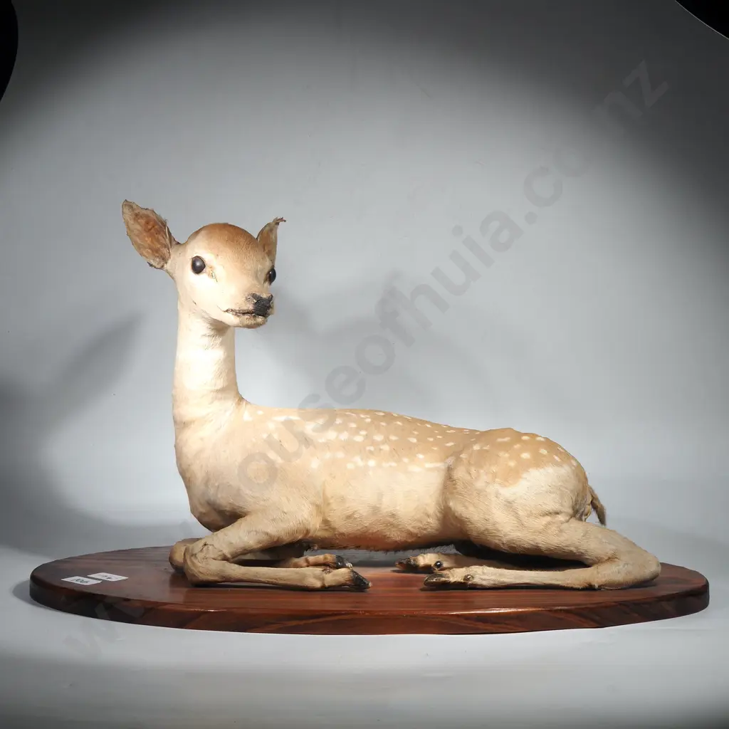 Vintage Taxidermy Fawn on Pine base Image 1++