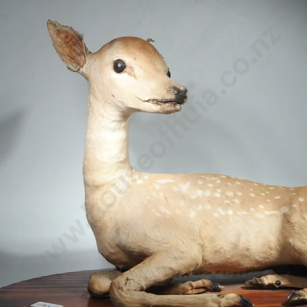 Vintage Taxidermy Fawn on Pine base Image 1++