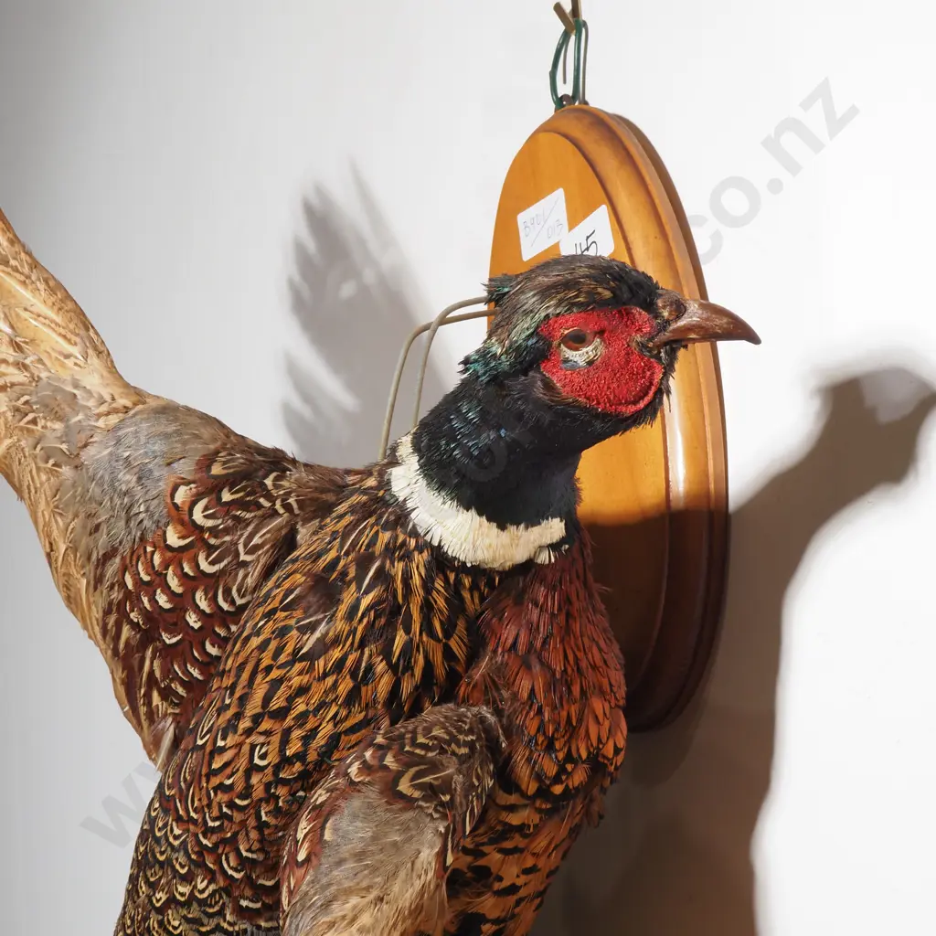 Wall Mounted Flying Ring Necked Pheasant Image 1++