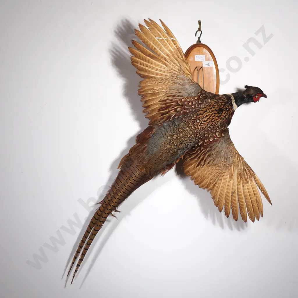 Wall Mounted Flying Ring Necked Pheasant Image 1++
