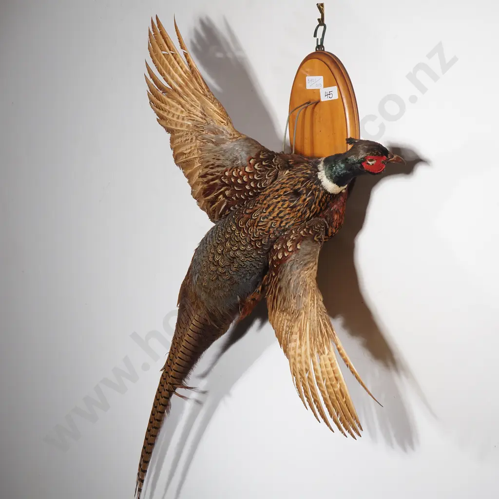 Wall Mounted Flying Ring Necked Pheasant Image 1++