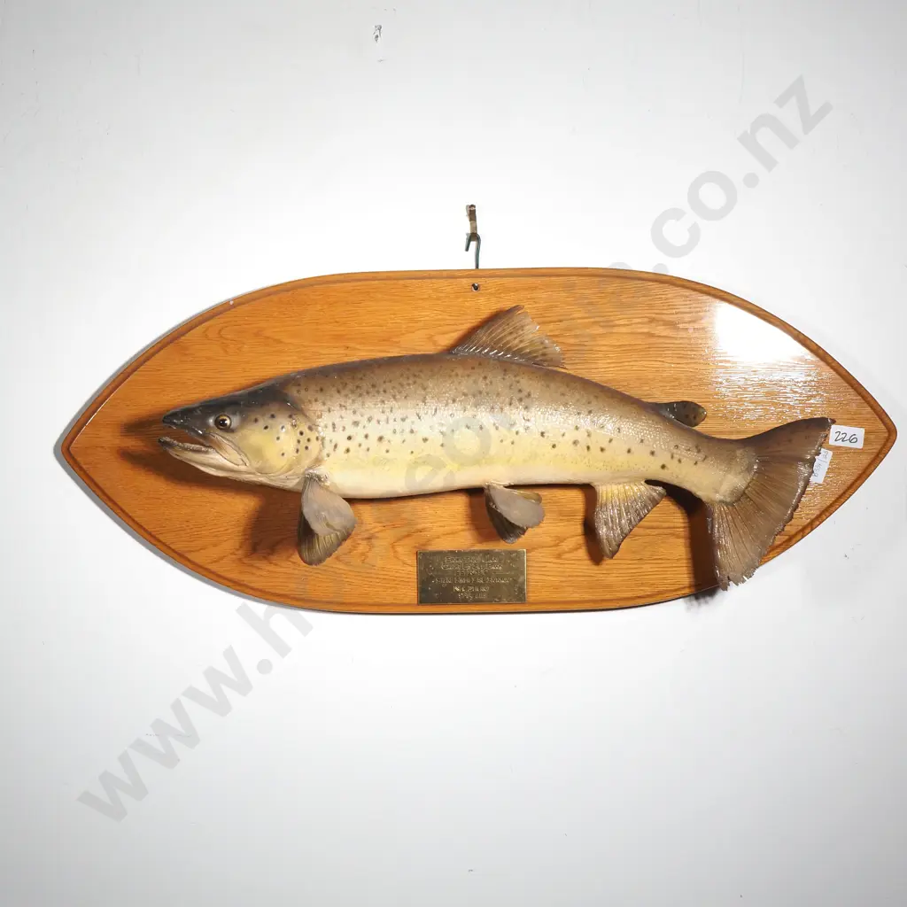 Mounted Taxidermy Brown Trout (Jack) Caught by Bill Brook 22.10.92 at Sabine River, Lake Rotoroa, 9 3/4 lbs Image 1++