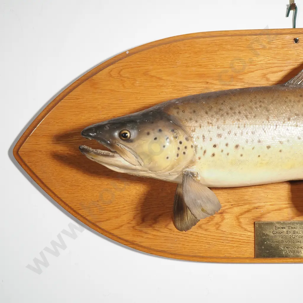 Mounted Taxidermy Brown Trout (Jack) Caught by Bill Brook 22.10.92 at Sabine River, Lake Rotoroa, 9 3/4 lbs Image 1++