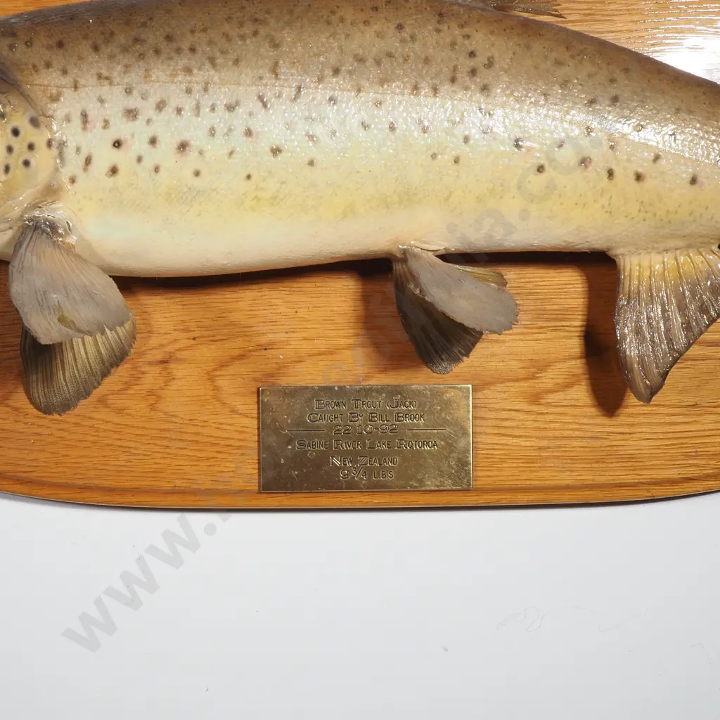 Mounted Taxidermy Brown Trout (Jack) Caught by Bill Brook 22.10.92 at Sabine River, Lake Rotoroa, 9 3/4 lbs Image 1++