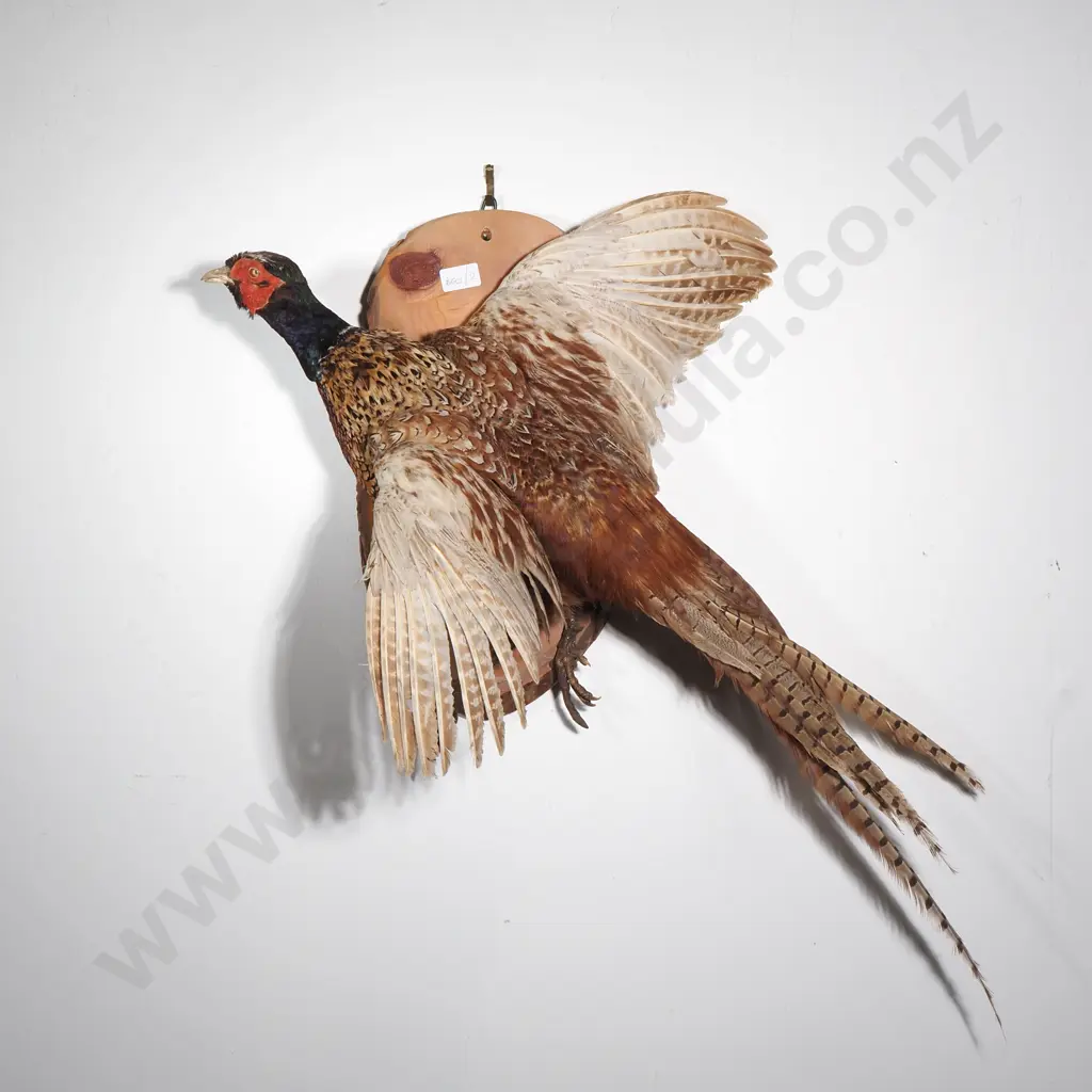 Taxidermy Mount of a Male Ring Necked Pheasant  In Flight on a  Natural Wood Stump Image 1++
