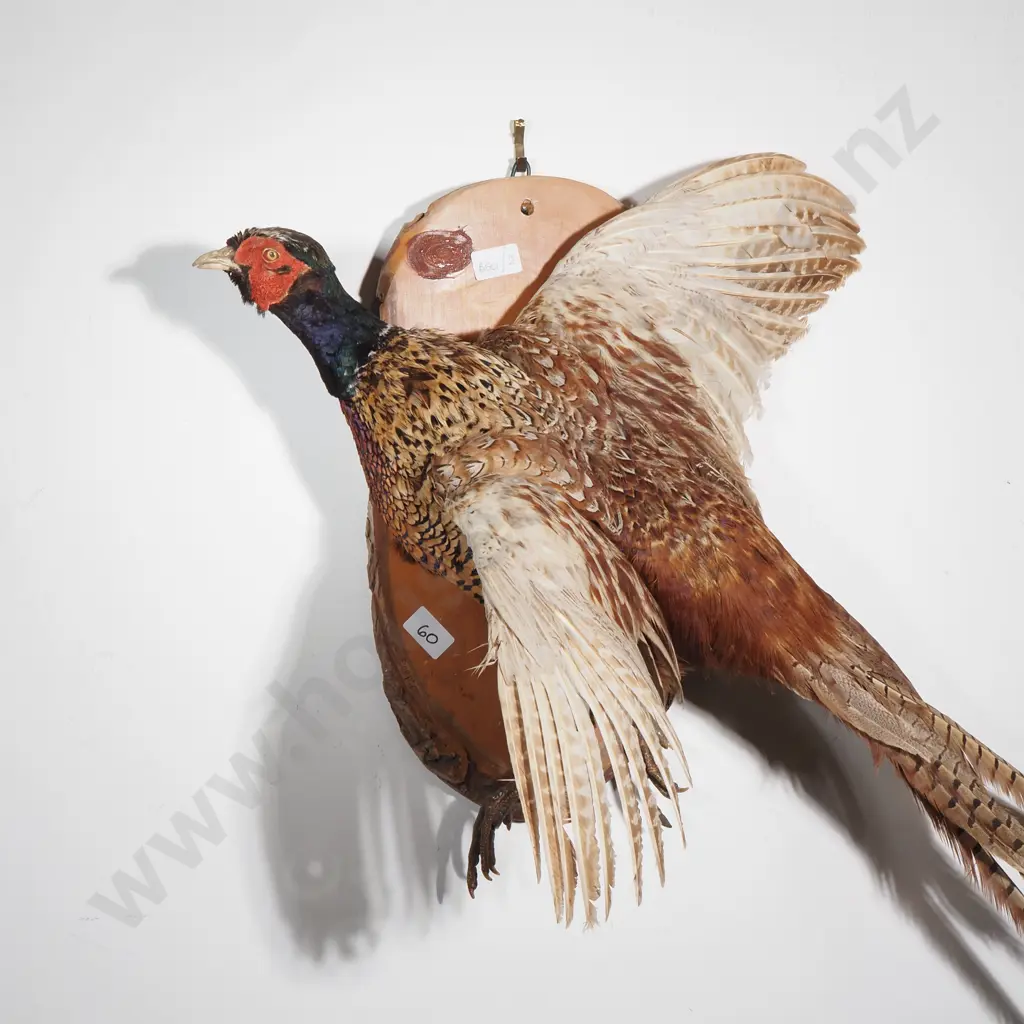 Taxidermy Mount of a Male Ring Necked Pheasant  In Flight on a  Natural Wood Stump Image 1++