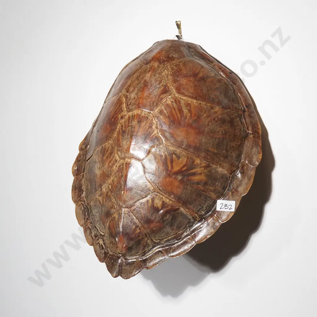 Antique Green Sea Turtle Shell Image 1++
