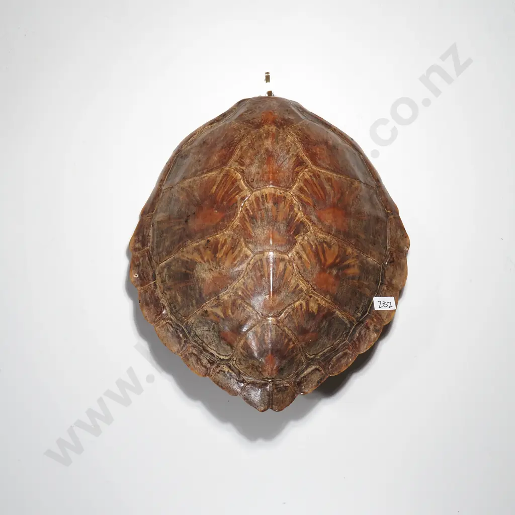 Antique Green Sea Turtle Shell Image 1++