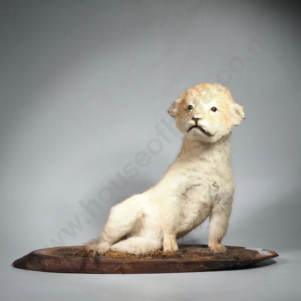 Taxidermy Lion Cub on Wooden Plinth Image 1++