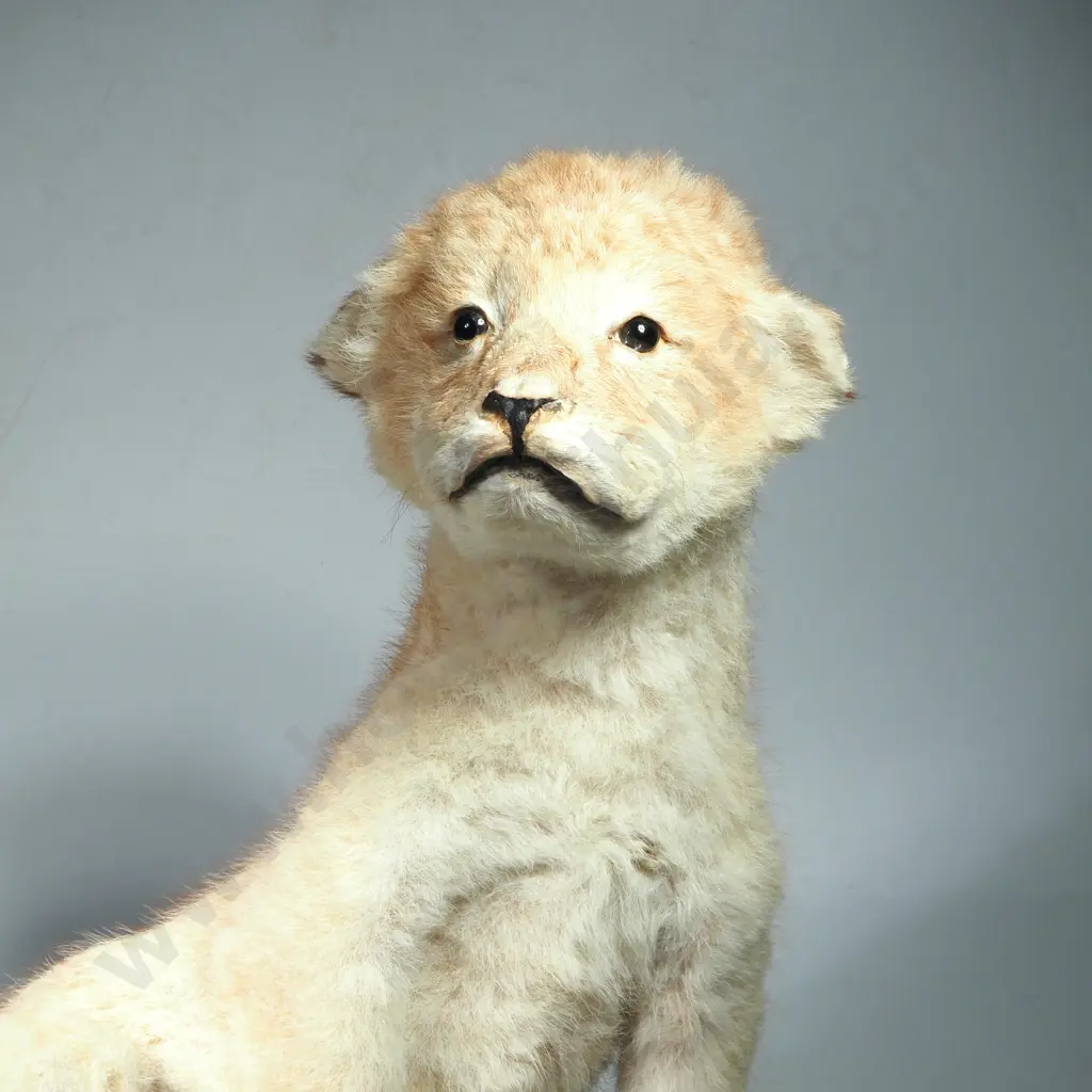 Taxidermy Lion Cub on Wooden Plinth Image 1++