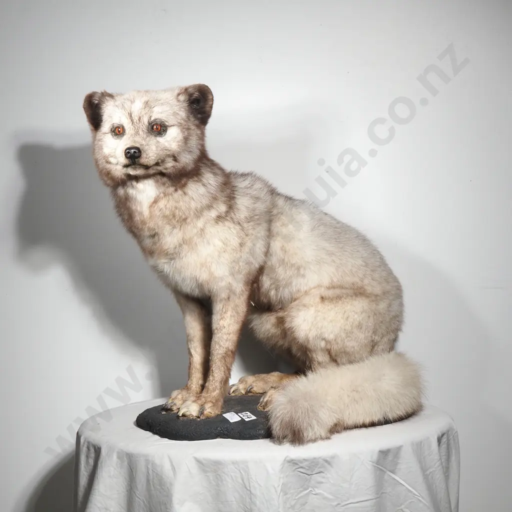 Taxidermy Artic Fox on Moulded Faux Concrete Mound Image 1++