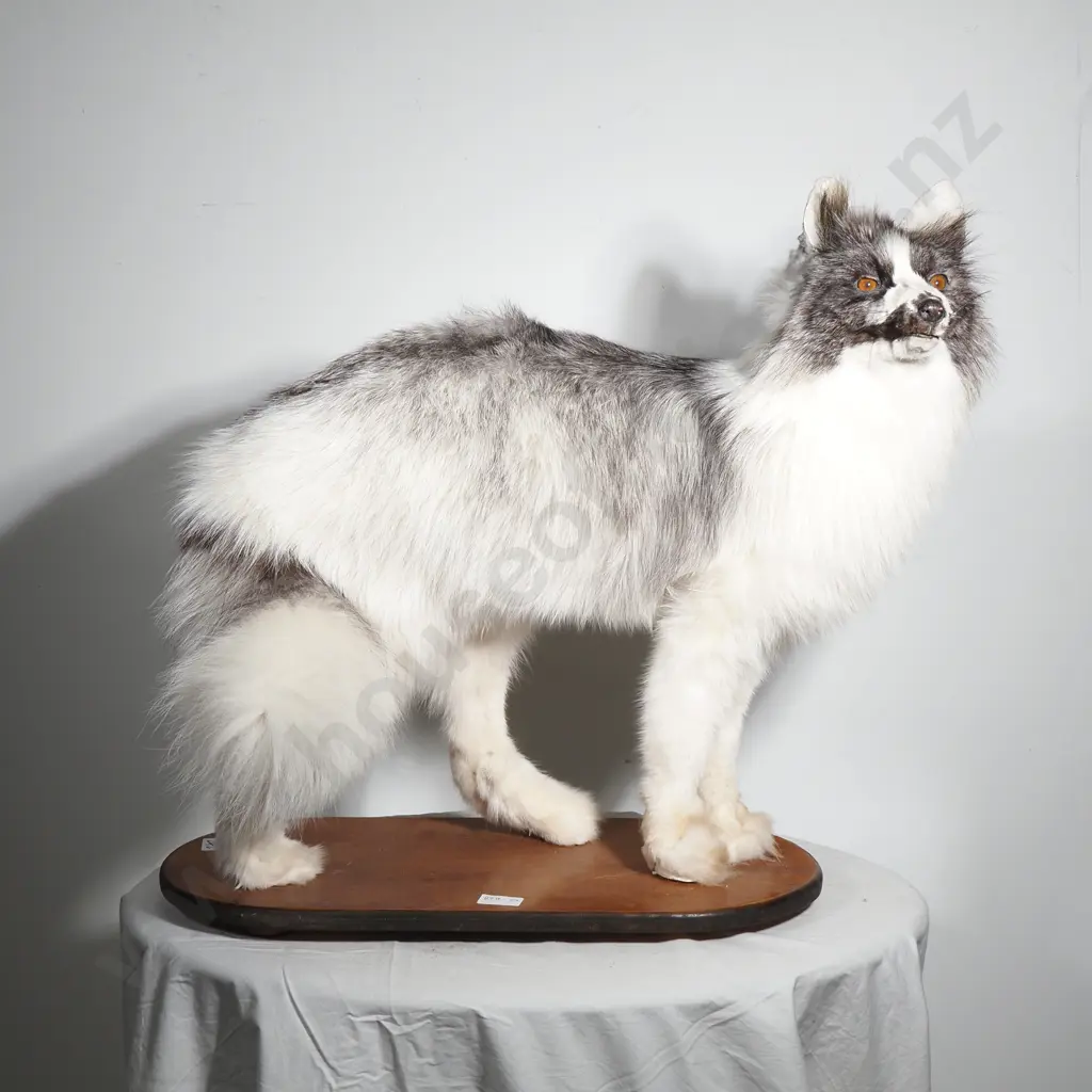 Arctic Marble Fox Taxidermy on Wooden Base Image 1++