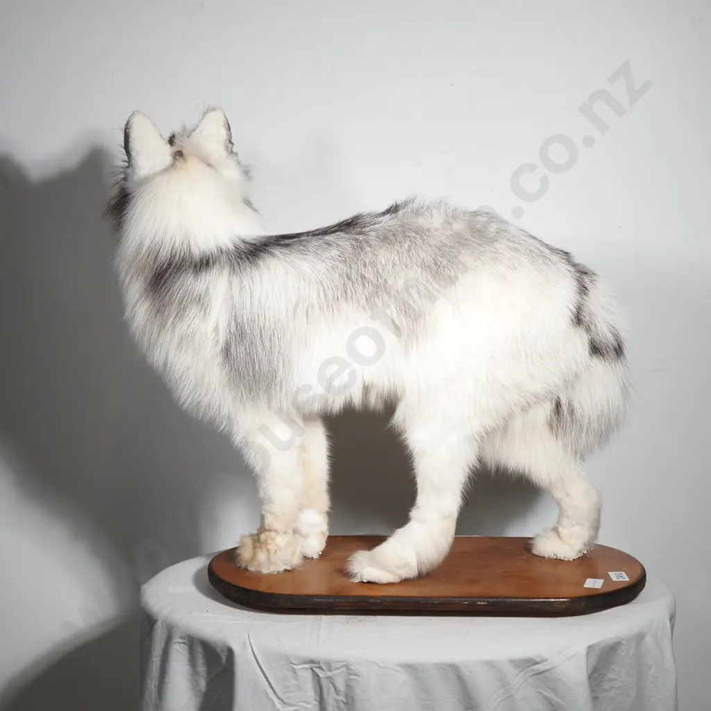 Arctic Marble Fox Taxidermy on Wooden Base Image 1++