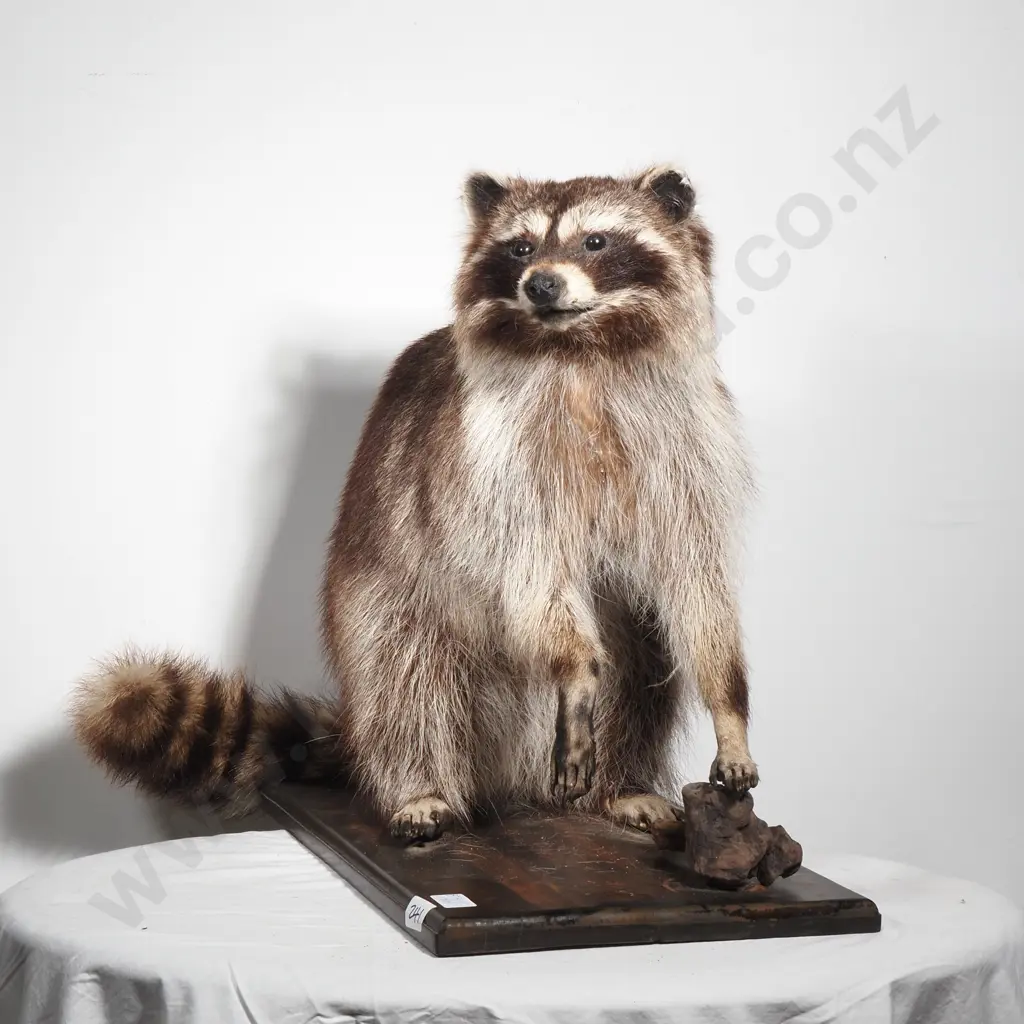 Standing Full Mount Raccoon Image 1++