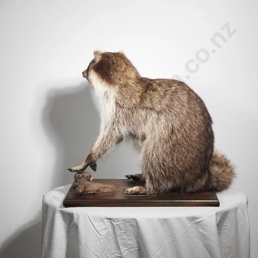 Standing Full Mount Raccoon Image 1++