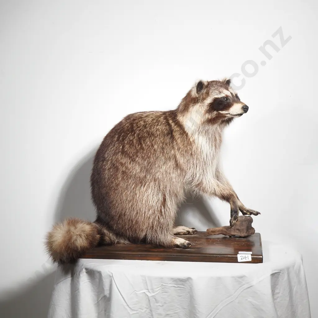Standing Full Mount Raccoon Image 1++