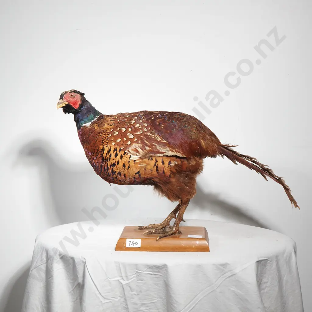 Taxidermy  Standing Mount of a Male Ring Necked Pheasant on a Wood Plinth Base Image 1++