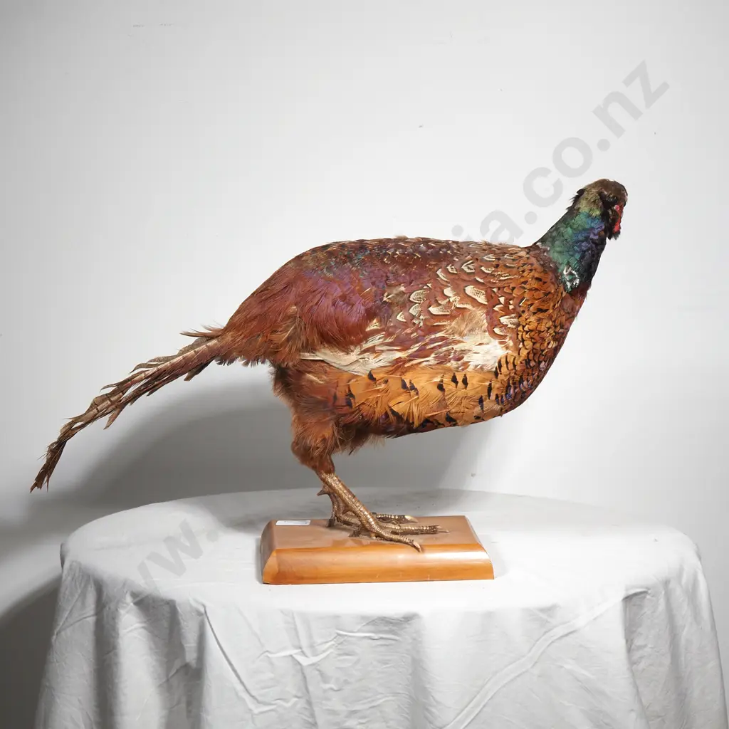 Taxidermy  Standing Mount of a Male Ring Necked Pheasant on a Wood Plinth Base Image 1++