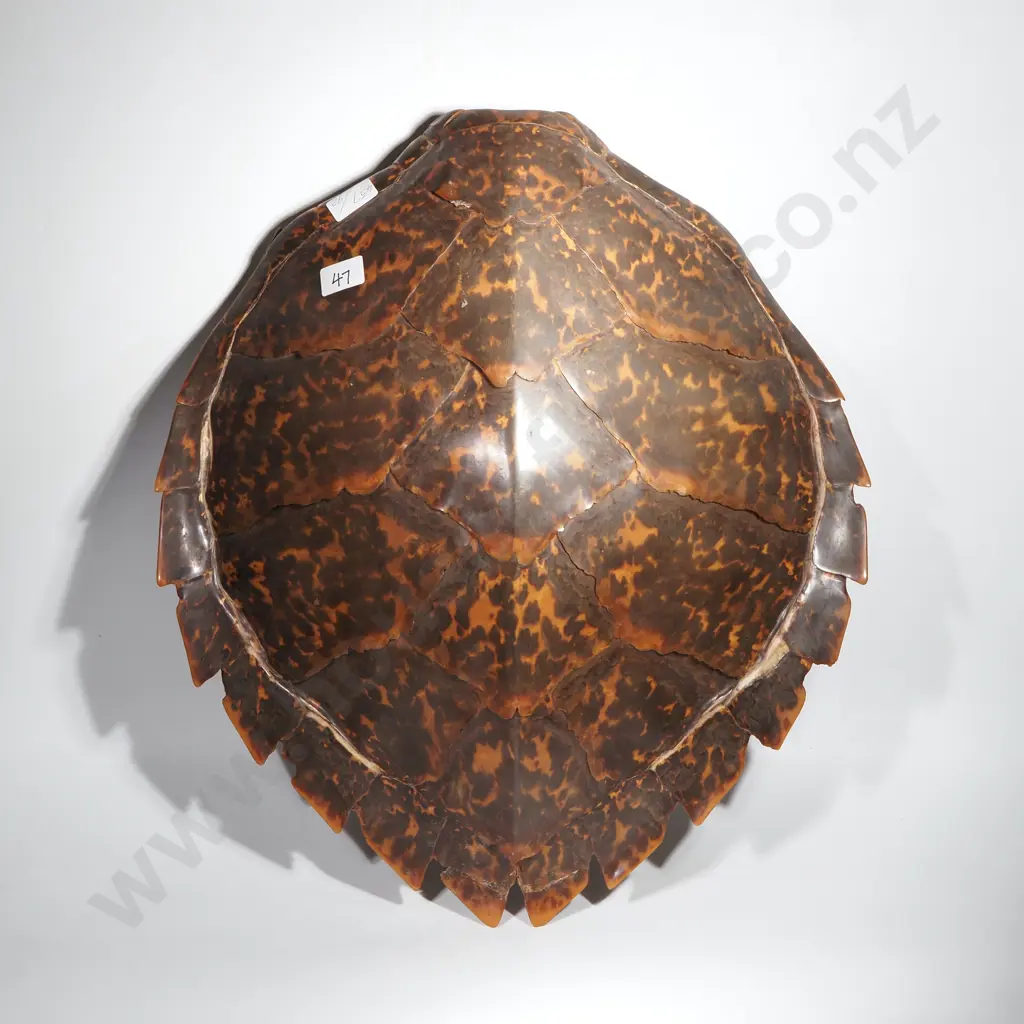 Vintage Hawkbill Turtle Carapace Shell Image 1++