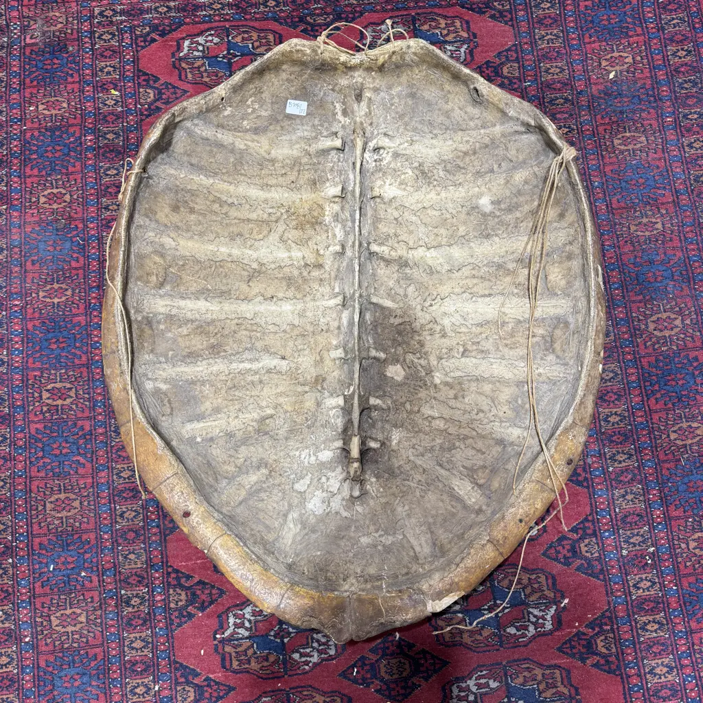 Huge Antique Tortoise Shell Image 1++