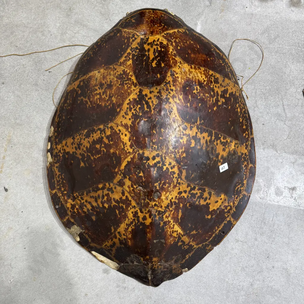Huge Antique Tortoise Shell Image 1++