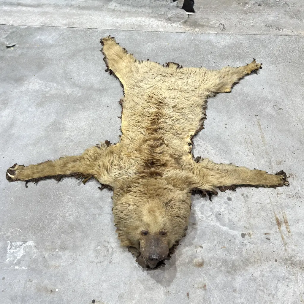 Taxidermy Brown  Bear Floor Rug w Mounted Head Image 1++
