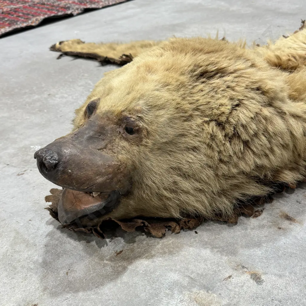 Taxidermy Brown  Bear Floor Rug w Mounted Head Image 1++