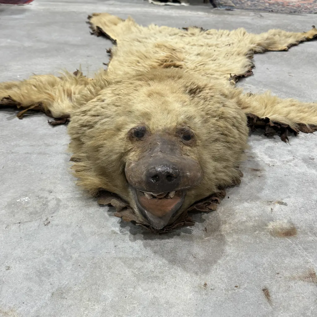 Taxidermy Brown  Bear Floor Rug w Mounted Head Image 1++