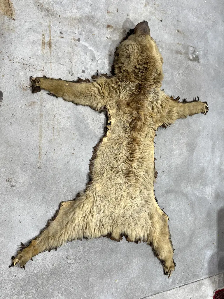 Taxidermy Brown  Bear Floor Rug w Mounted Head Image 1++