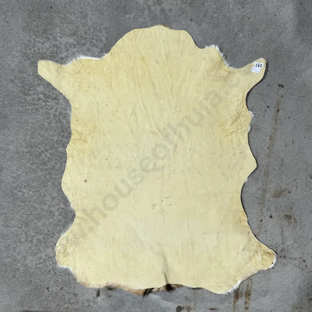 Spotted Fallow Deer Hide Rug Image 1++