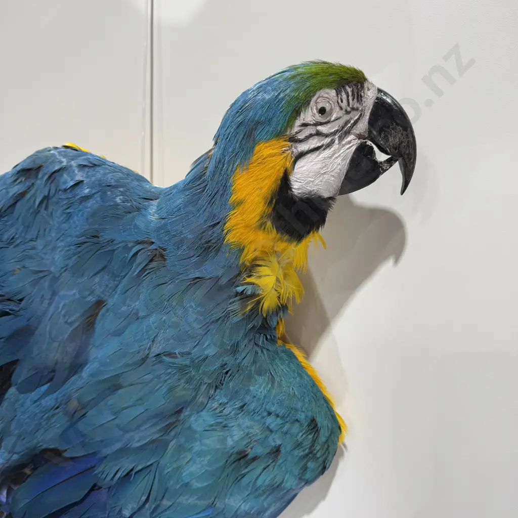 Full Flat Mount Blue and Gold Macaw Image 1++