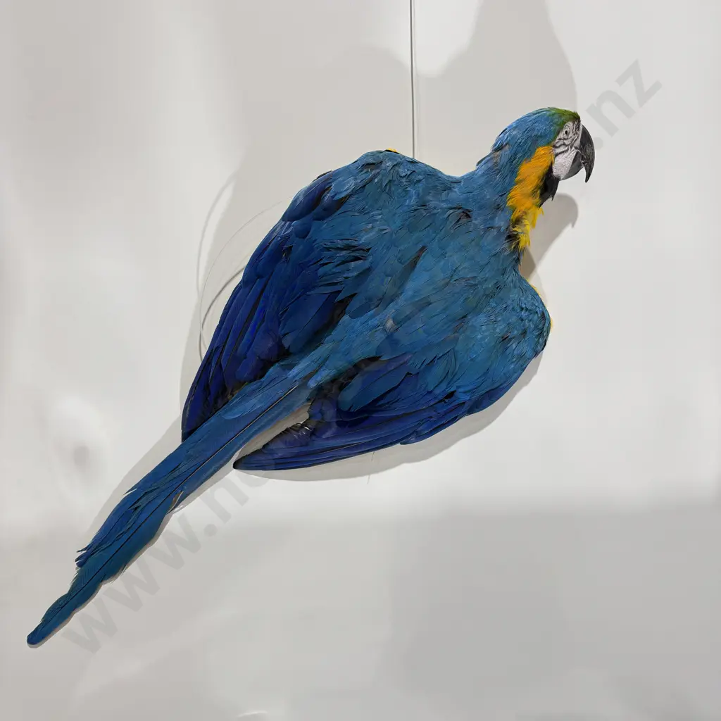 Full Flat Mount Blue and Gold Macaw Image 1++