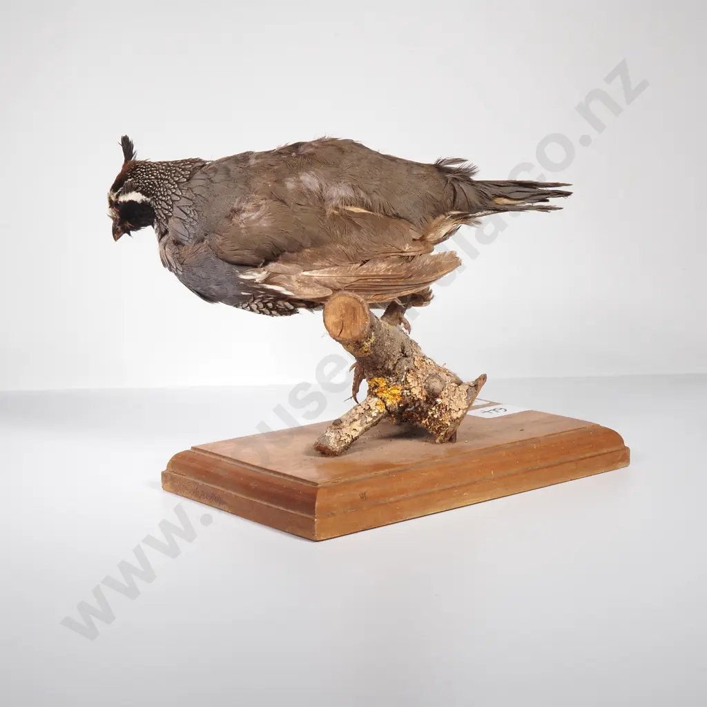 Taxidermy Display of a Californian Quail on a Wooden Base Image 1++