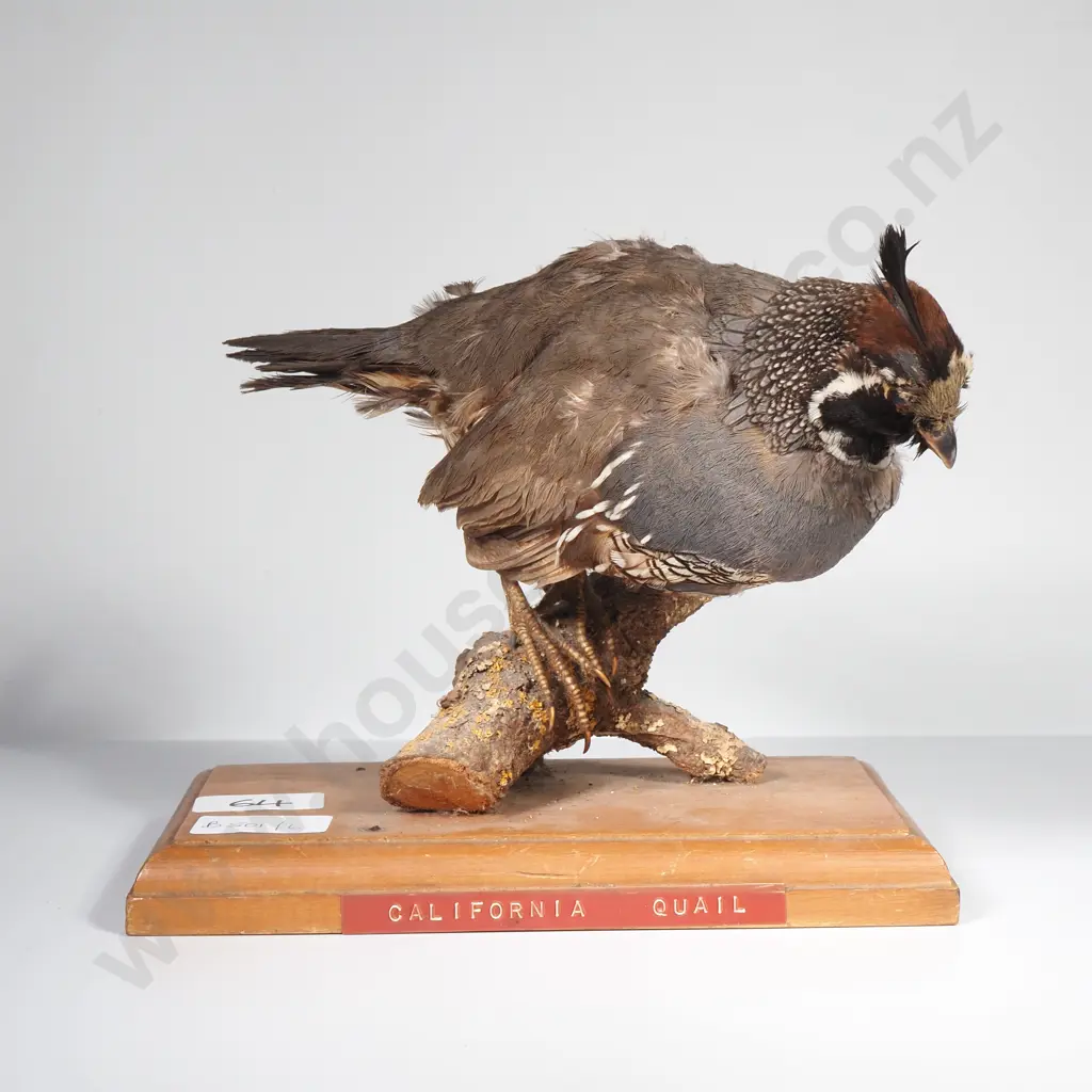 Taxidermy Display of a Californian Quail on a Wooden Base Image 1++
