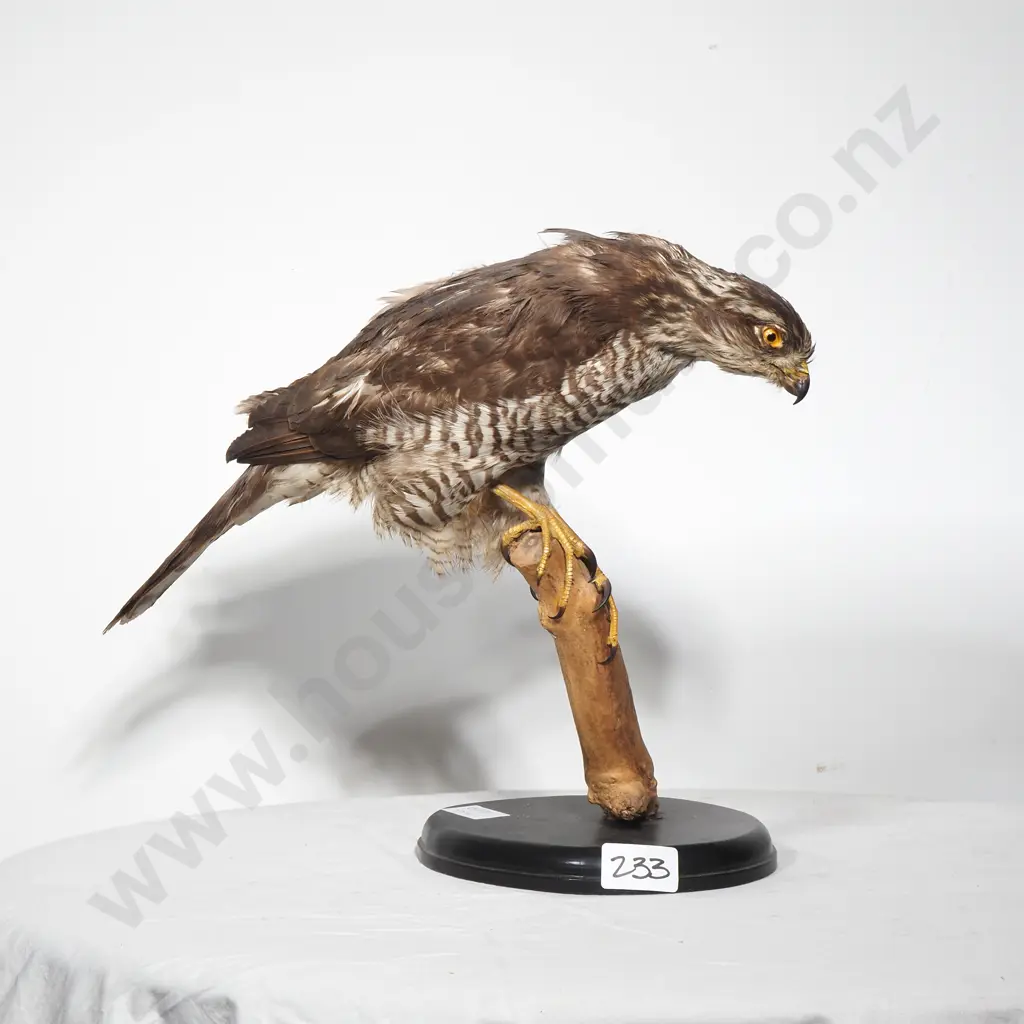 Eurasian Sparrow Hawk Image 1++