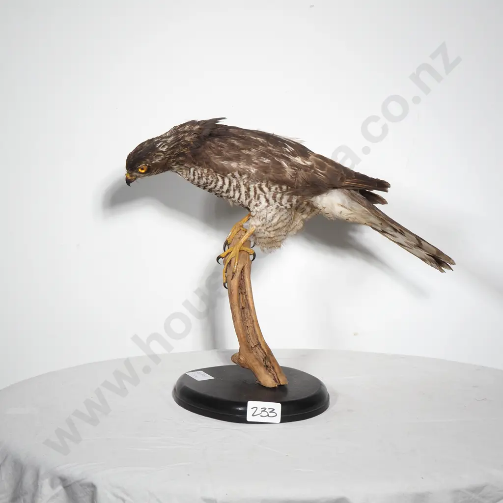 Eurasian Sparrow Hawk Image 1++