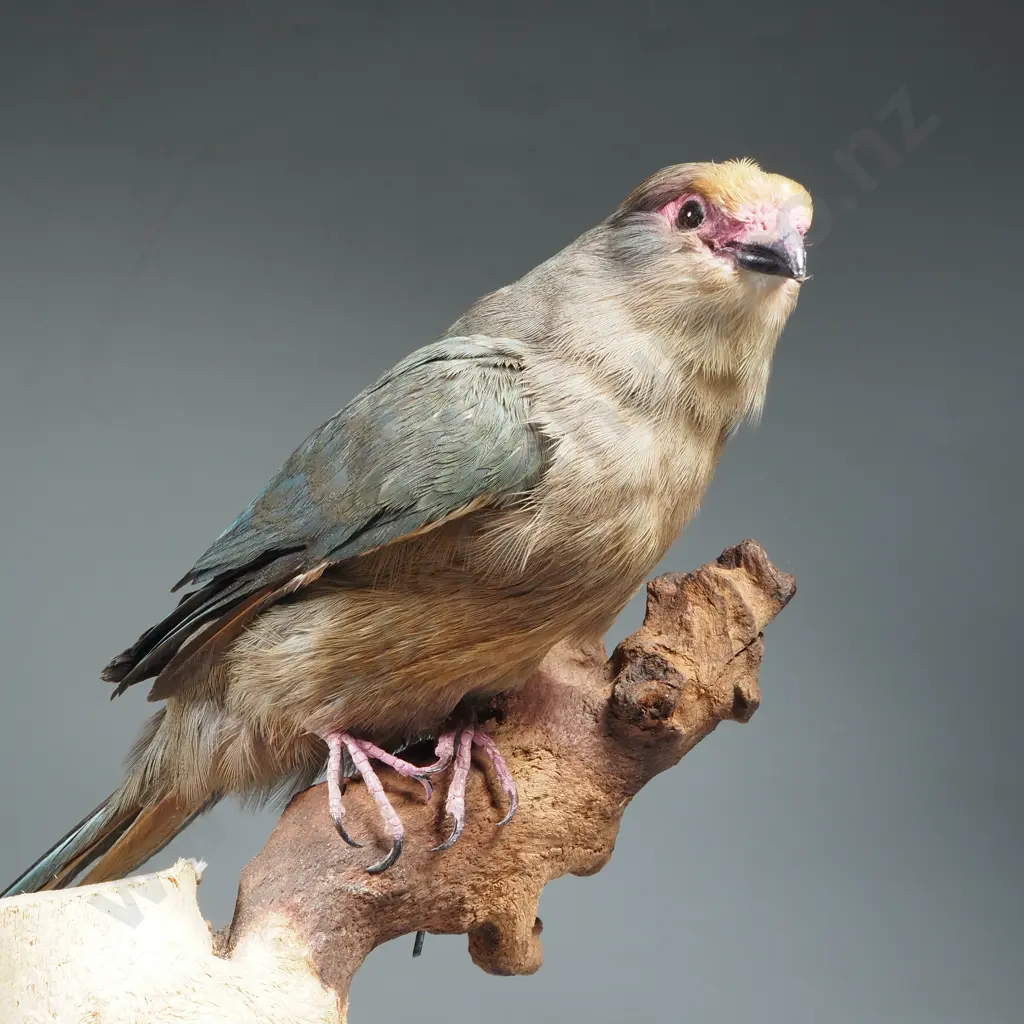 Full Mount of a Perched Red Faced Mousebird Image 1++