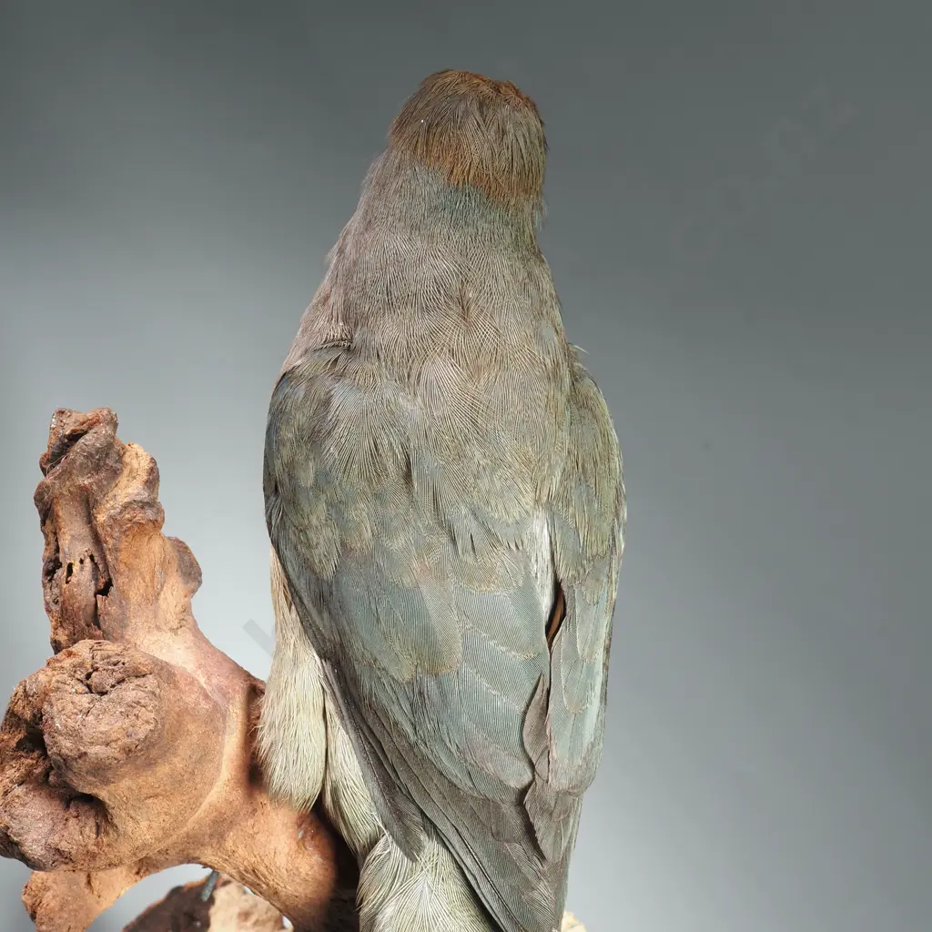 Full Mount of a Perched Red Faced Mousebird Image 1++