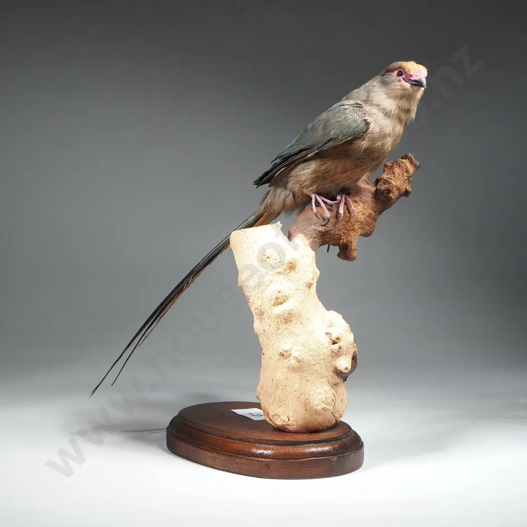 Full Mount of a Perched Red Faced Mousebird Image 1++