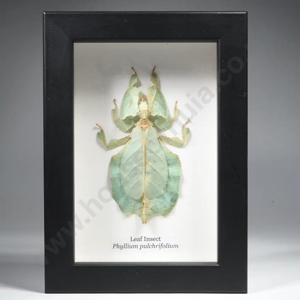 Framed Taxidermy Display Featuring a Leaf Insect (Phyllium Pulchrifolium) Image 1++
