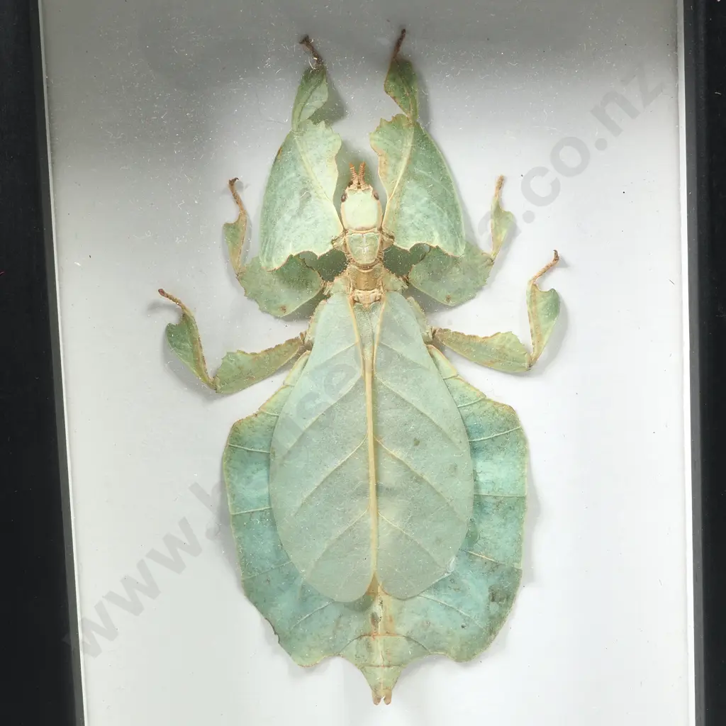 Framed Taxidermy Display Featuring a Leaf Insect (Phyllium Pulchrifolium) Image 1++