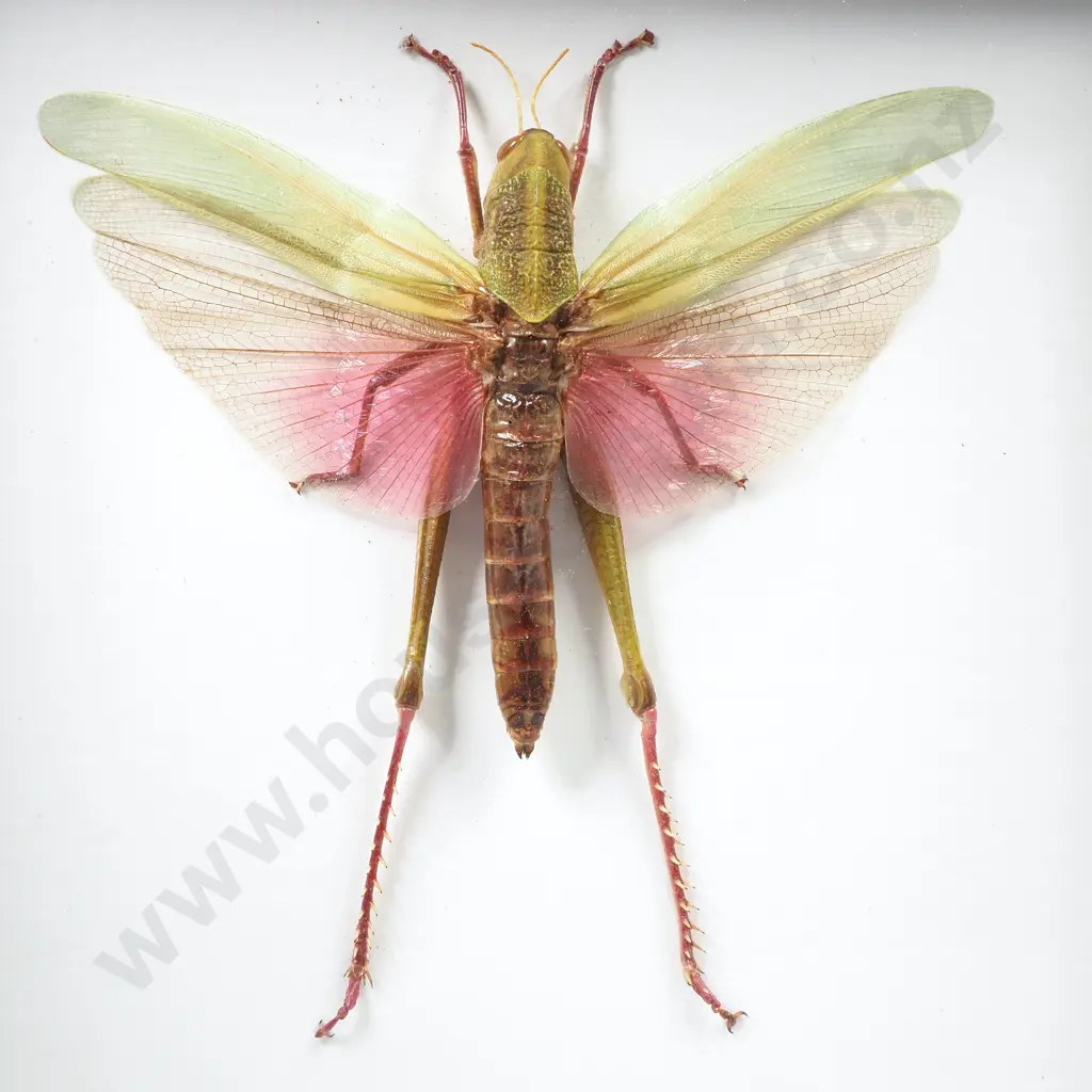 Framed Taxidermy Display Featuring a Citrus Locust Image 1++