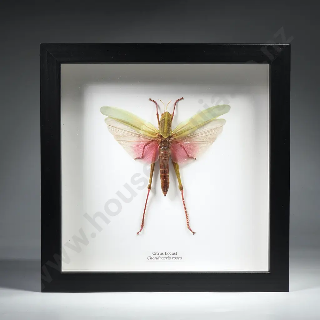 Framed Taxidermy Display Featuring a Citrus Locust Image 1++