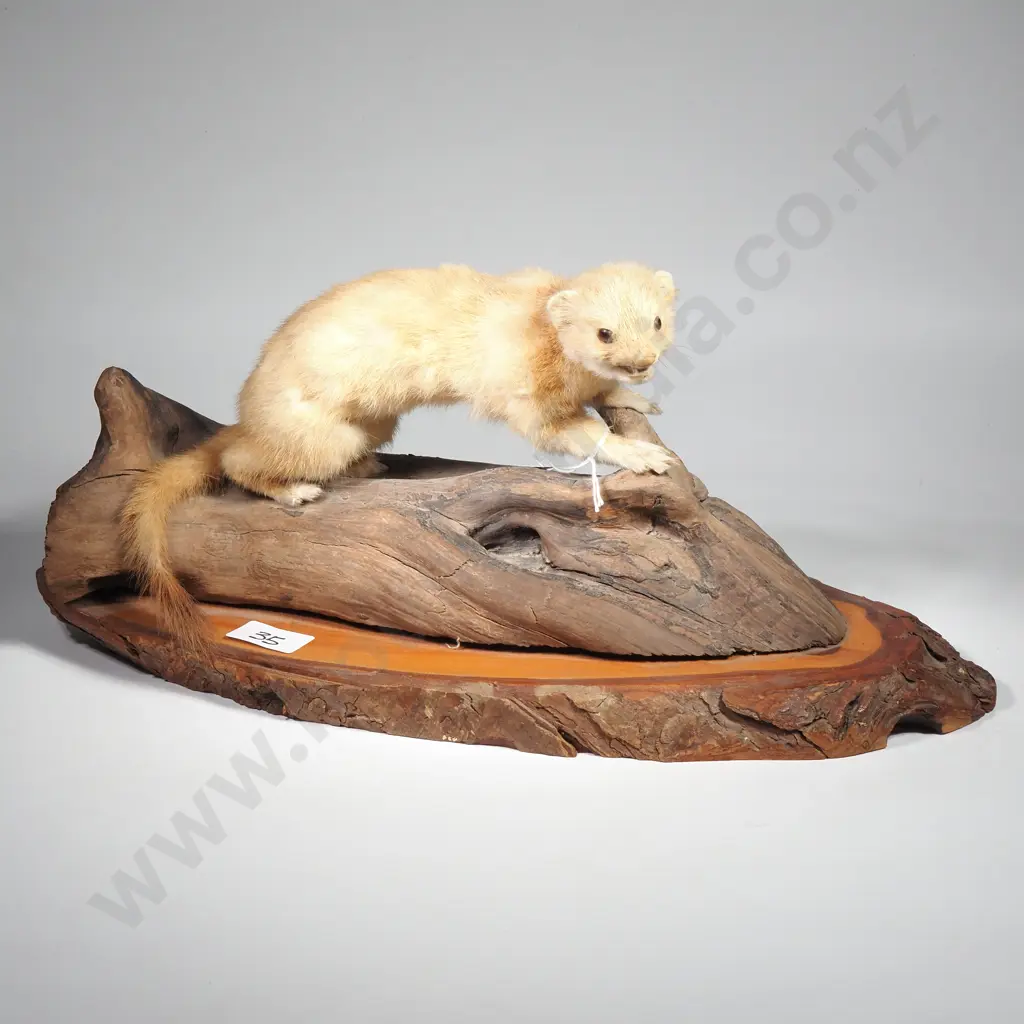 Vintage Taxidermy Mount of a Blonde Stoat Mounted on a Natural Wooden Base Image 1++