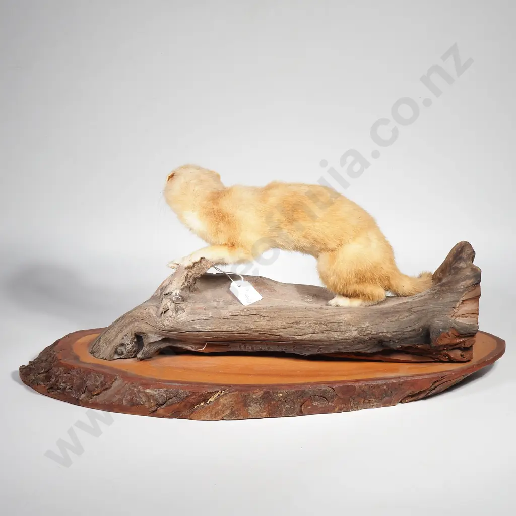 Vintage Taxidermy Mount of a Blonde Stoat Mounted on a Natural Wooden Base Image 1++