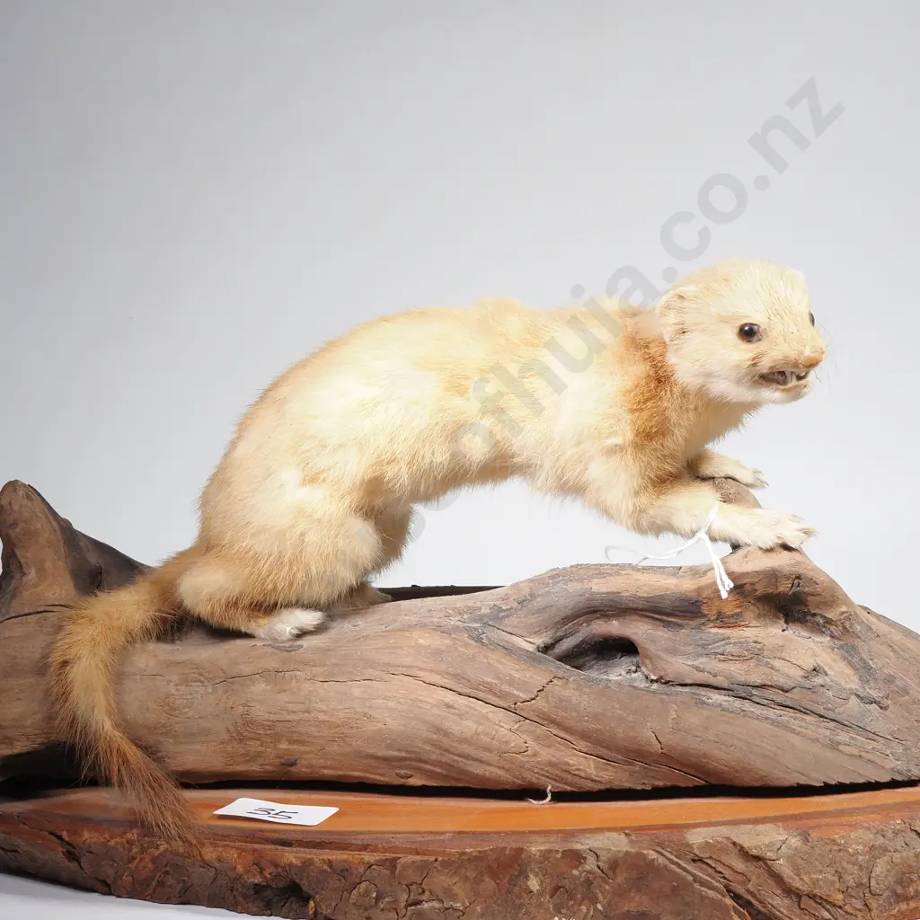 Vintage Taxidermy Mount of a Blonde Stoat Mounted on a Natural Wooden Base Image 1++