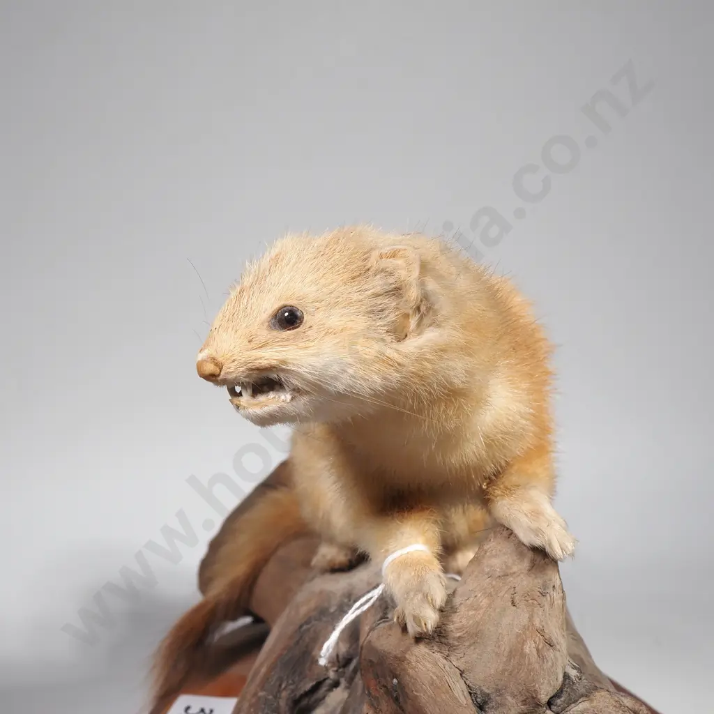 Vintage Taxidermy Mount of a Blonde Stoat Mounted on a Natural Wooden Base Image 1++