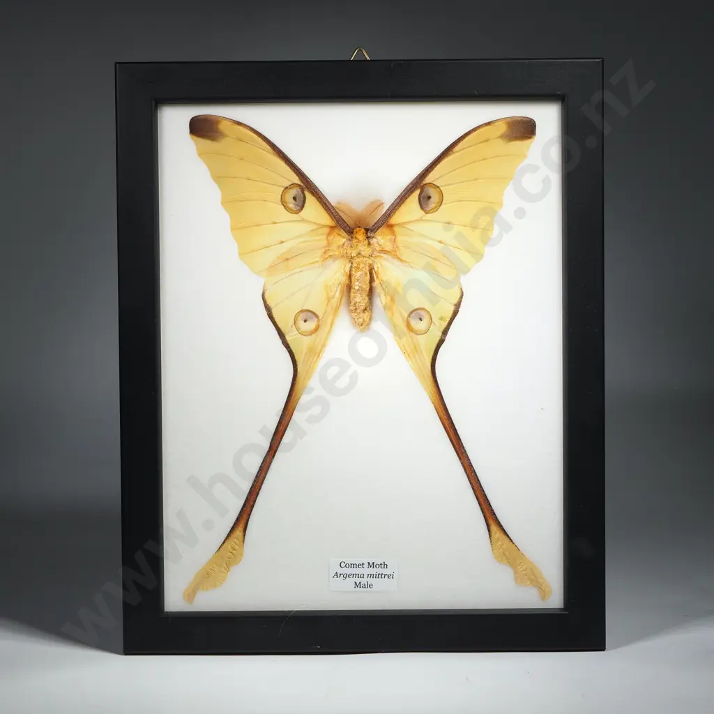 Framed Taxidermy Display Featuring a Comet Moth (Argema Mittrei) Male Image 1++