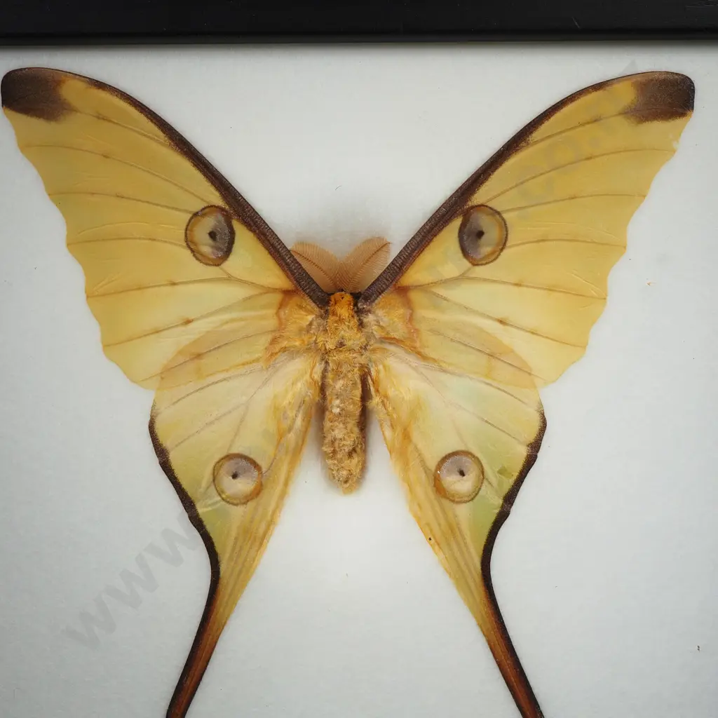 Framed Taxidermy Display Featuring a Comet Moth (Argema Mittrei) Male Image 1++